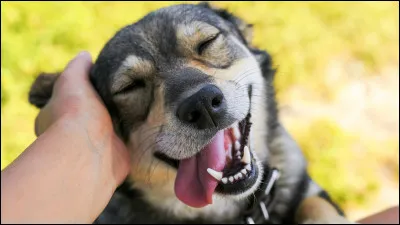 Donnerais-tu beaucoup d'amour à ton chien ?