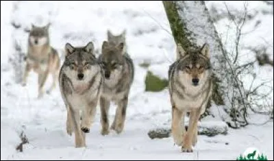 Société - Dans quel pays l'organisation armée ultranationaliste "Les Loups gris" est-elle active ?