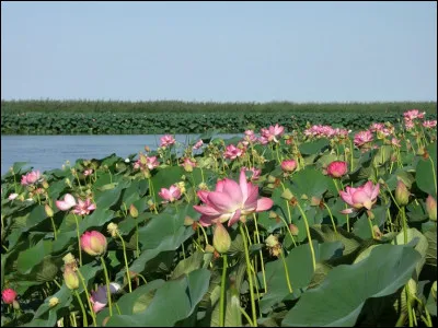 Quelle est cette importante ville russe située à l'entrée du delta de la Volga qui se jette dans la mer Caspienne ?