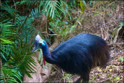 D'o&ugrave; sont originaires les casoars ?