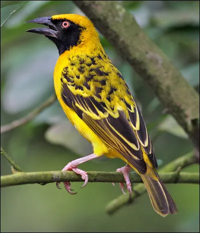 Quel oiseau africain apparent&eacute; au moineau construit des "immeubles" de nids dans les arbres ?