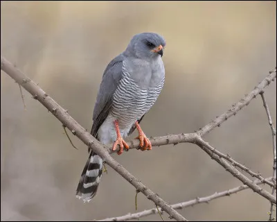 Dans quel continent peut-on trouver partout des autours gabars (oiseaux de proie) ?