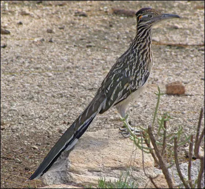 De quel oiseau s'agit-il ?