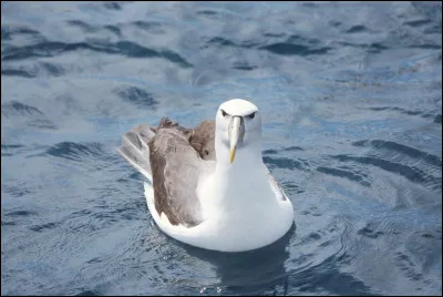 "L'Albatross Task Force" s'est form&eacute; pour mettre un terme &agrave; la disparition des oiseaux. Qui vise-t-il ?