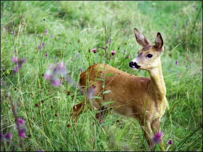 Le petit de la biche est appelé "bichon".