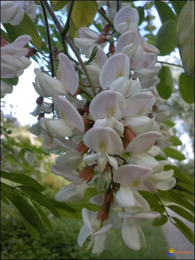 Le mot "accacia" est bien orthographié.