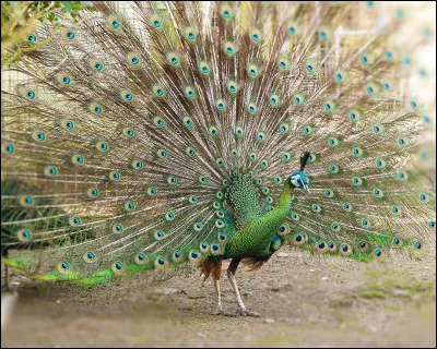 Le paon sur l'image est un paon spicifère.