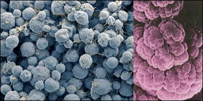 Nous sommes en Disons, plutôt, il y a 252 000 000 d'années, la Terre subit une des cinq extinctions massives de la vie ! 90 % des espèces animales disparaissent !
Qui en serait le responsable ?