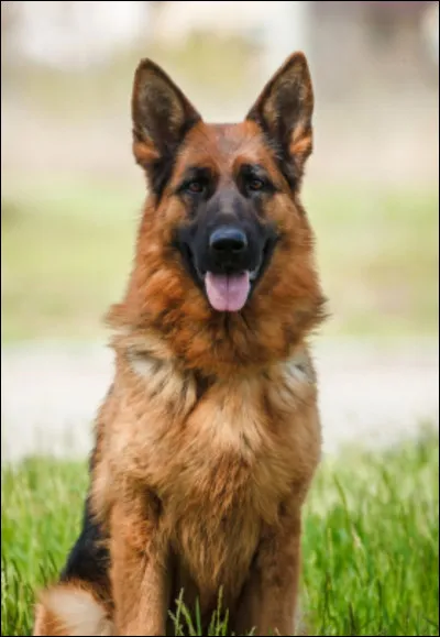 Quelle est cette race ?