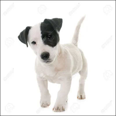 Quelle est cette race ?