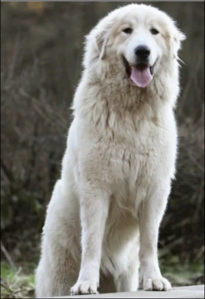 Quelle est cette race ?