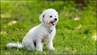 Quelle est cette race ?