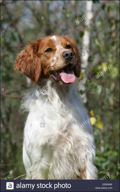 Quelle est cette race ?