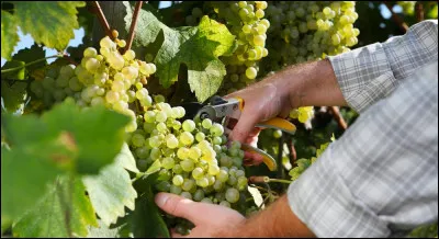 À quel moment de la journée une bonne vendange se doit-elle de commencer ?