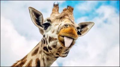 La langue de la girafe peut mesurer jusqu'&agrave; 50 cm.
