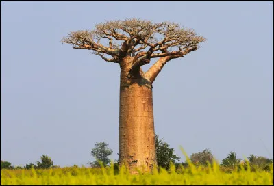 Nous apercevons ici un baobab.