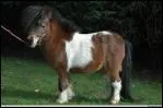 Quelle est la race de ce poney ?