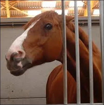 Tu montes une nouvelle jument que tu ne connais guère, aujourd'hui. Pour la préparer, c'est impossible au box. Tentatives de te mordre etc. sont fréquentes, et bien sûr, ce n'est pas rassurant. Même chose au retour pour placer la couverture. Trouve des solutions.