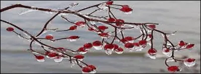 "R" comme la forme dont on se plaît à qualifier mes ailes.