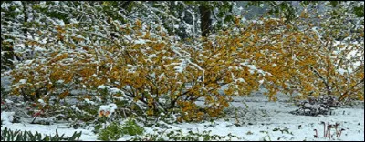"T" comme le lieu que défend mon mâle quand j'ai pondu.