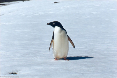 Cet oiseau vit en Antarctique. Quel est son nom ?