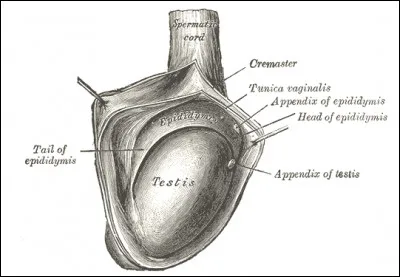 Dit-on un ou une testicule ?