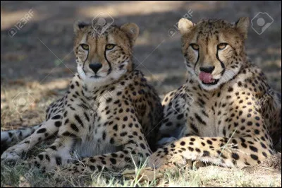 Qu'est-ce que c'est ?