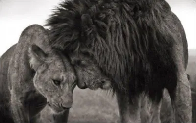 Est-ce le lion ou la lionne qui chasse ?