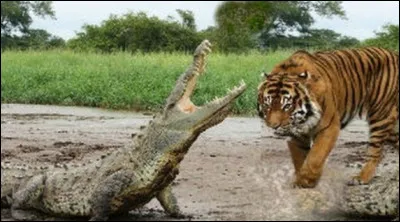 Le tigre est-il plus fort que le crocodile ?