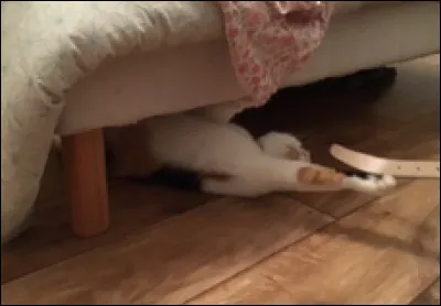 Quelle espèce est en voie d'extinction ?