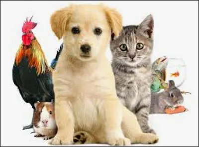 Ton animal préféré (ne pas confondre avec animal porte-chance) est...