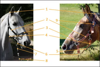 Quelle partie est sur le licol ?