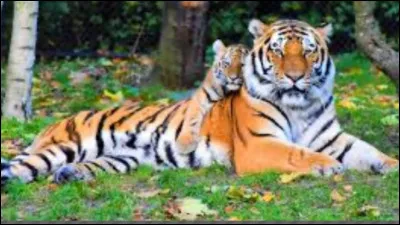 Quel est ton animal préféré ?