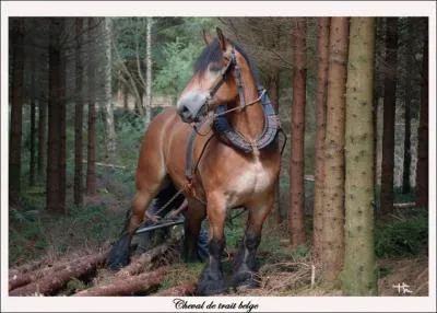 De quelle race est-il ?