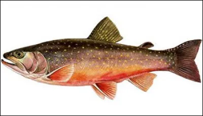 Quel poisson à la chair délicate est appelé "chevalier" quand il vit dans les lacs de montagne ?