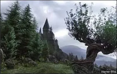 Pourquoi le Saule cogneur a-t-il été planté ?