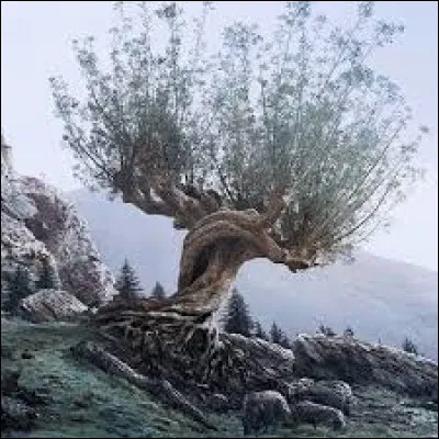 Le Saule cogneur mène à /au ...