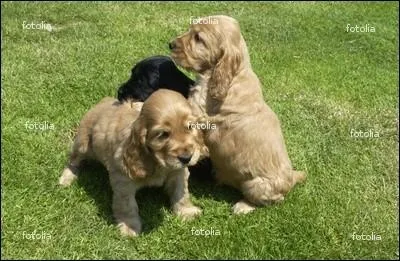 Est-ce que le jeu est primordial pour le chien ?