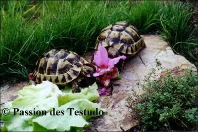 Il faut mouiller les tortues avant qu'elles hibernent ?
