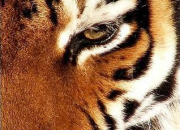 Quiz Le tigre