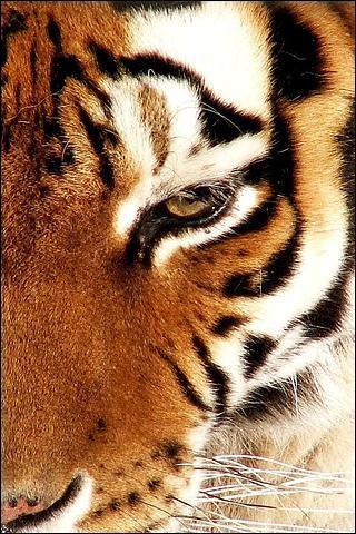Le tigre est un animal exclusivement :