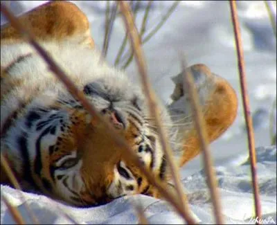 Le Tigre de Sibrie vit :