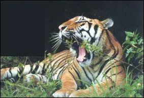 Le Tigre de Mandchourie vit :