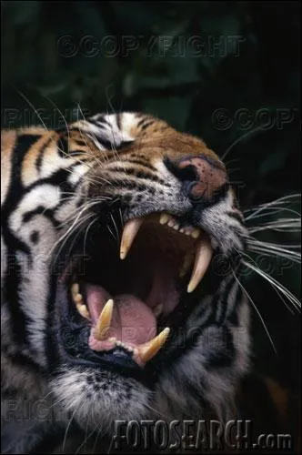 Le tigre peut vivre de :