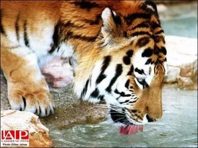 Le tigre de sibrie vit :