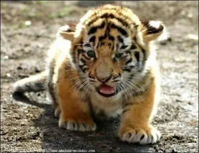 Les bbs tigres quittent leurs mre  l'ge de :