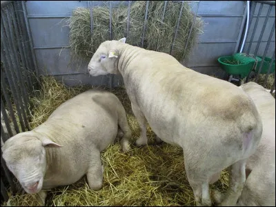 Quel est le bon titre ?