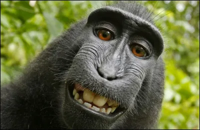 Quel est le titre correct ?