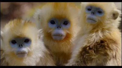 Quel est le titre correct ?