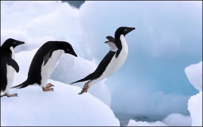 Quels animaux préfères-tu ?